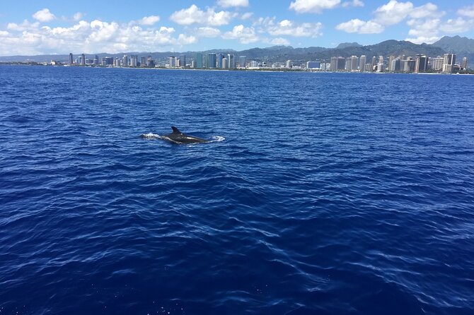 Moana’s Waikīkī Whale Watching Exploration - Whale Sighting Reality Check: Guaranteed in Season, Not Guaranteed Every Minute