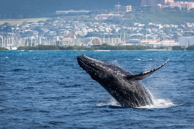 Moana’s Waikīkī Whale Watching Exploration - Weather, Water, and Why Your Timing Matters
