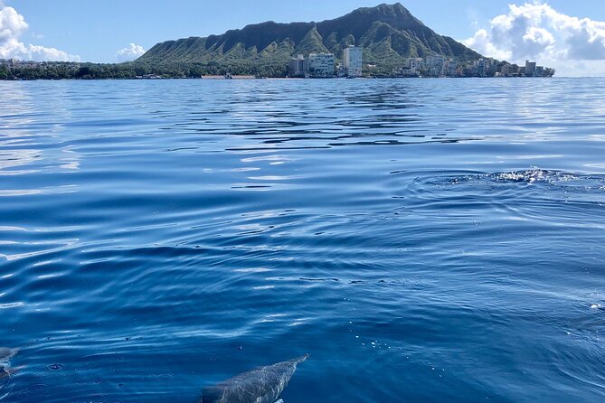 Moana’s Waikīkī Whale Watching Exploration - Who This Tour Fits Best (And Who Should Think Twice)