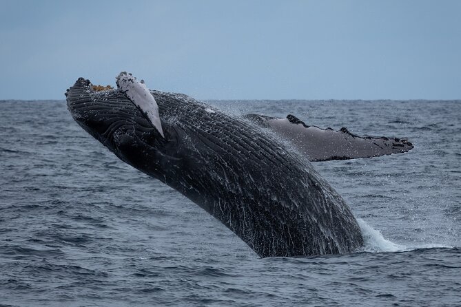 Moana’s Waikīkī Whale Watching Exploration - The Real Game Plan: Winter Humpbacks and South Shore Sight-Spotting