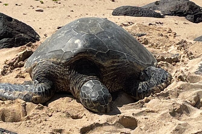 North Shore day,Waterfalls and Turtles Tour - Beach time and turtle searching on the North Shore