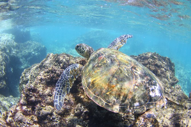 North Shore Stand-Up Paddleboard Lesson - Who This Is Best For (And Who Might Want Something Else)