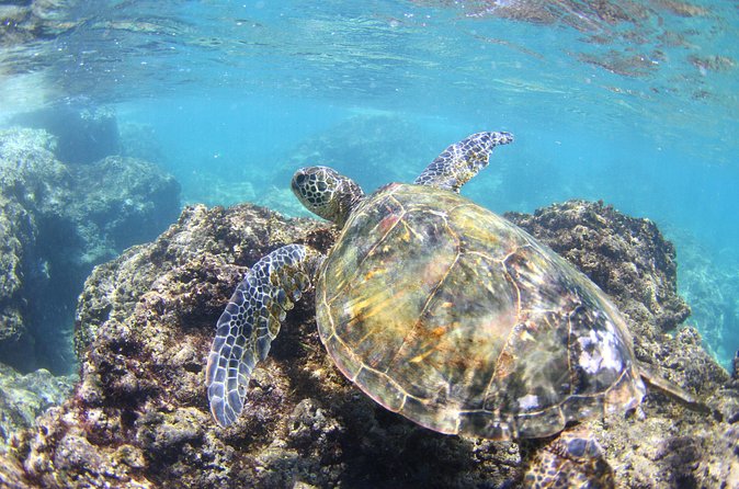 North Shore Stand-Up Paddleboard Lesson - Wildlife and Safety: Calm Water Still Means Paying Attention
