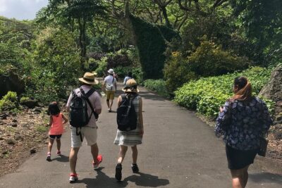 North Shore / Waimea, Falls Day & Swim with Turtles - Haliiwa Morning: Macadamia Farm Stops and Beach Wildlife Time