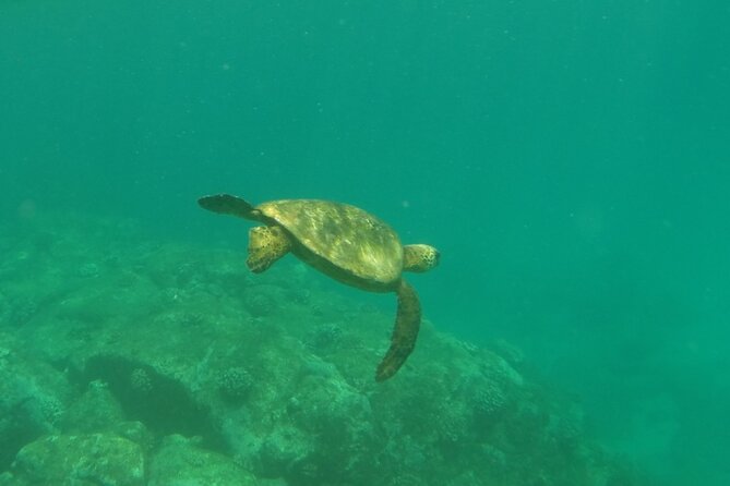 Northshore ocean adventure and circle islandJeep Tour- Guaranteed to see turtles - Haleiwa surf town time: North Shore energy with time to browse