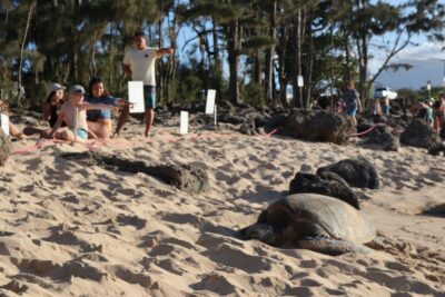 Oahu: Active Circle Island Tour - Morning Pickup: Diamond Lookout, Halona Blow Hole, and Duke Kahanamoku