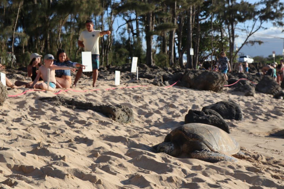 Oahu: Active Circle Island Tour - Morning Pickup: Diamond Lookout, Halona Blow Hole, and Duke Kahanamoku