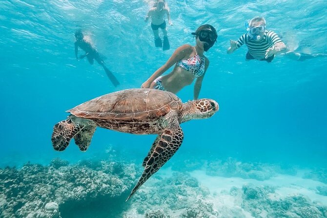 Oahu Allstar Circle Island Tour: Dole, Turtles, Blowhole, Fun - North Shore Lunch: Good Food, Cash-First Reality