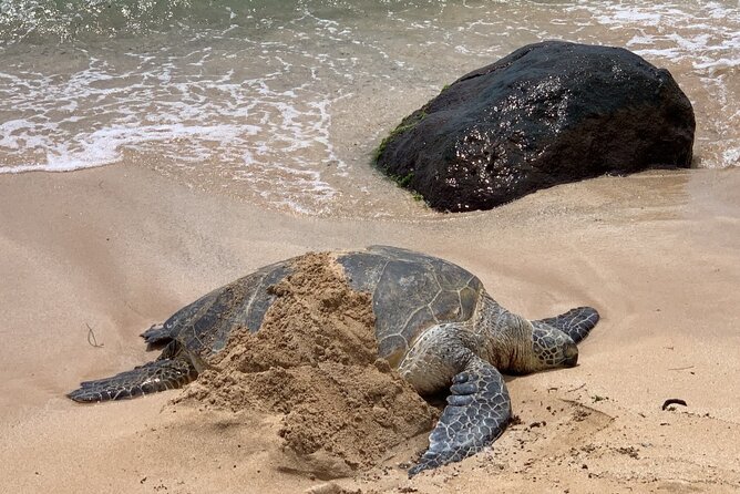 Oahu Allstar Circle Island Tour: Dole, Turtles, Blowhole, Fun - Diamond Head, Blowhole, and Makapu‘u Point: The “Wow” Sequence