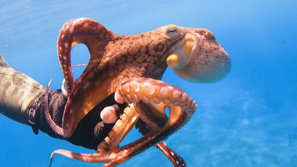 Oahu: Beginner SCUBA Dive at Electric Beach - What’s included (and why the “all-inclusive” part matters)