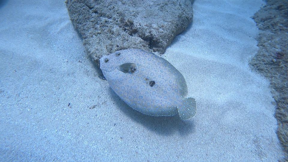 Oahu: Beginner SCUBA Dive at Electric Beach - Electric Beach: Why Kahe Point is a great start for first-timers