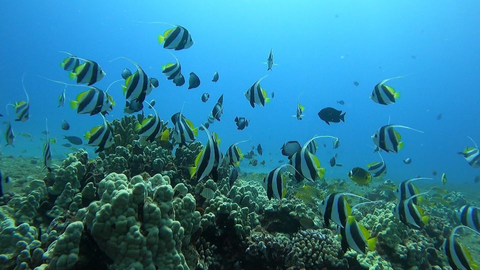 Oahu: Beginner SCUBA Dive at Electric Beach - The safety briefing: what it gives you before you go below the surface