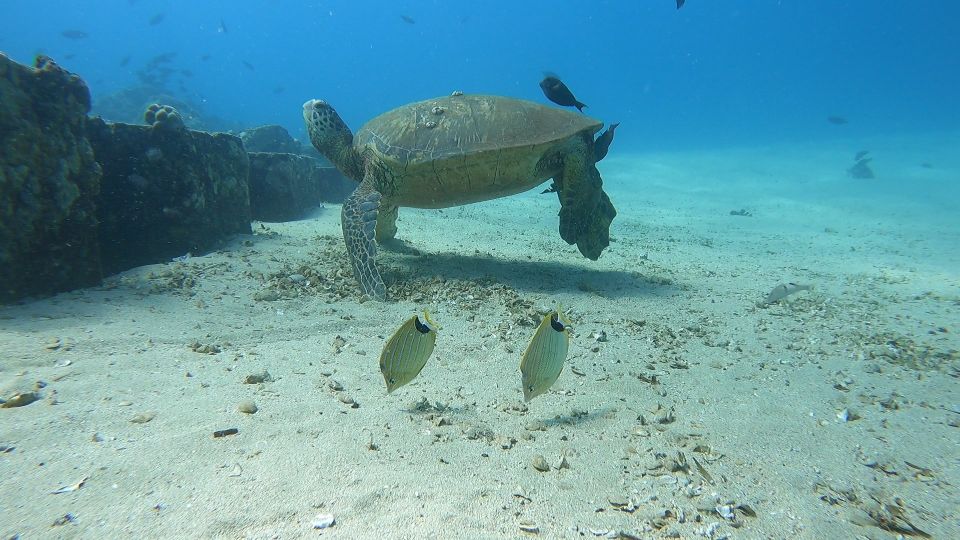 Oahu: Beginner SCUBA Dive at Electric Beach - One-on-one skills session: why this is the best part for beginners
