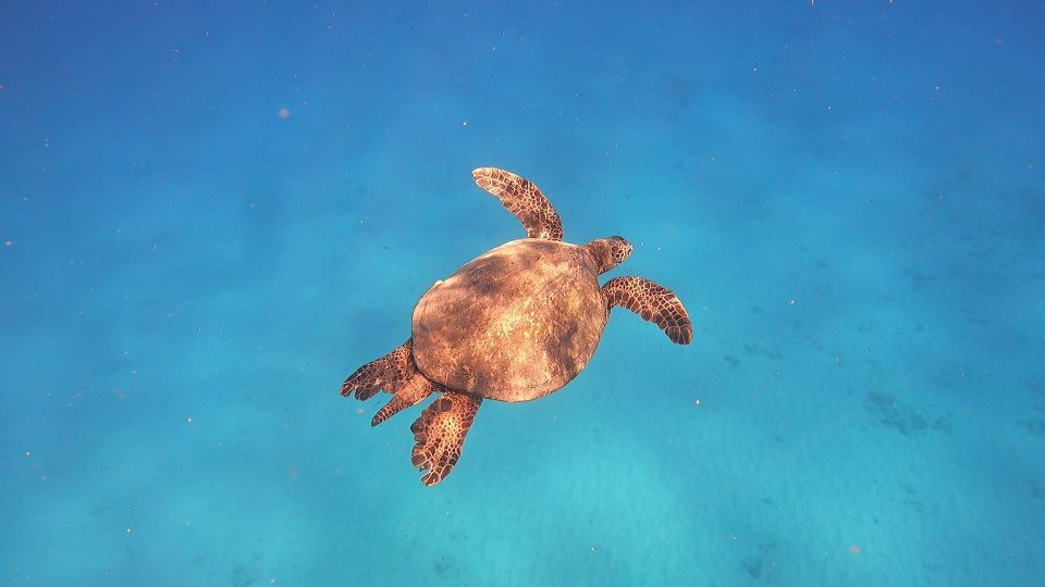 Oahu: Beginner SCUBA Dive at Electric Beach - The coral and marine life angle (and what to watch for)