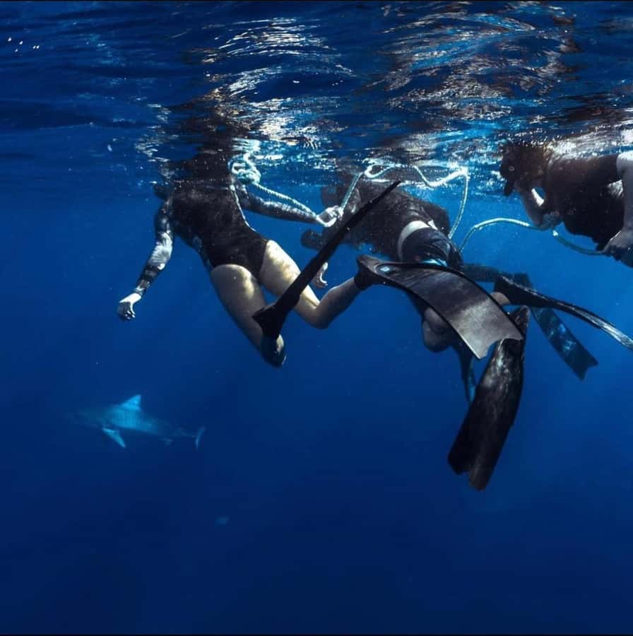 Oahu: Cageless Shark Dive Adventure - Cageless Shark Swim on Oahu’s North Shore: What It Feels Like