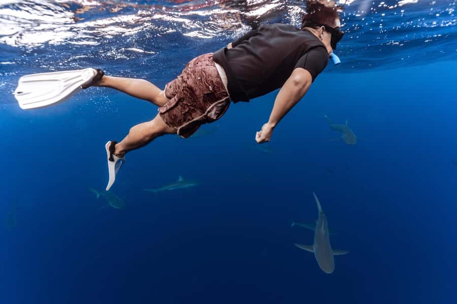 Oahu: Cageless Shark Dive Adventure - Crew and Safety: How the Shark Team Keeps the Water Calm