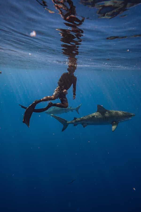 Oahu: Cageless Shark Dive Adventure - Gear You’ll Use, Plus What You Should Bring Anyway
