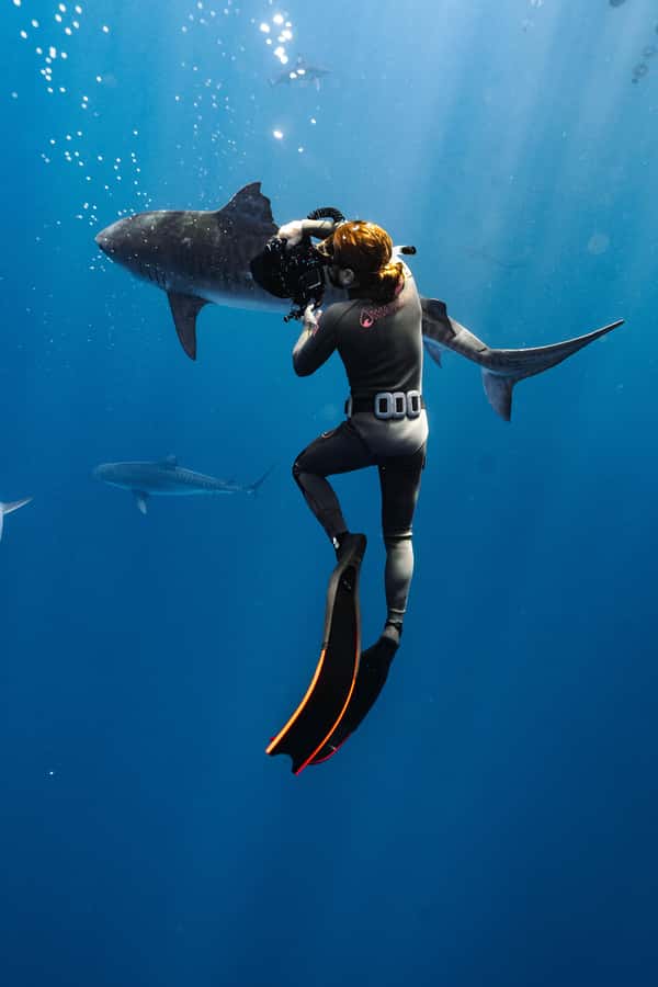 Oahu: Cageless Shark Dive Adventure - Winter Bonus: Hearing Humpback Whale Songs Underwater