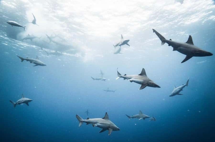 Oahu: Cageless Shark Dive Adventure - The Underwater Rules That Keep the Animals Comfortable
