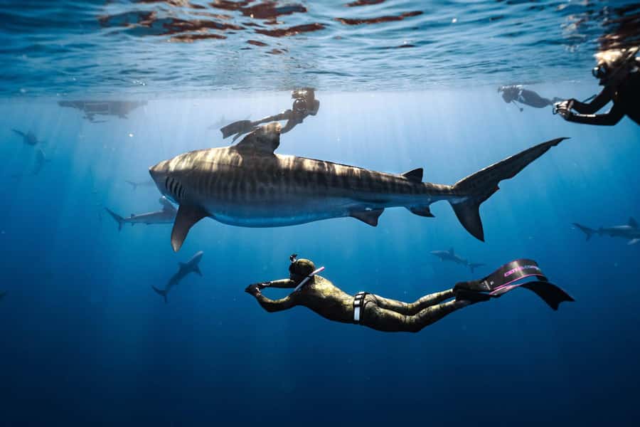 Oahu: Cageless Shark Dive Adventure - Meeting at 66-105 Haleiwa Rd and How the Timing Works