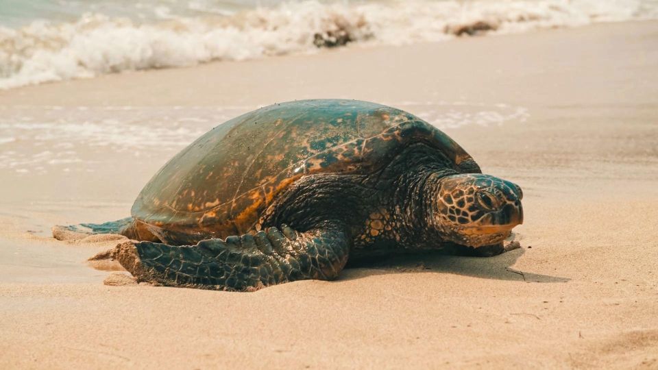 Oahu Circle Island Tour - Best Spots & Beaches - How the small-group format changes the whole day