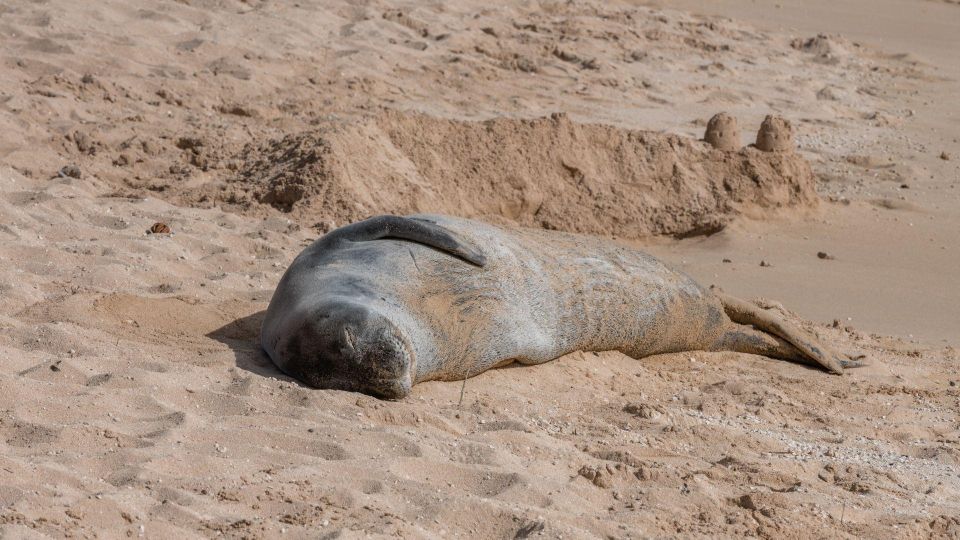 Oahu Circle Island Tour - Best Spots & Beaches - Haleiwa, Dole, and Schofield: quick hits on familiar stops