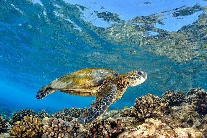 Oahu Circle Island Tour with Turtle Snorkeling, Small-Groups - Turtle Town Snorkeling: Gear, Safety, and the Honu Reality