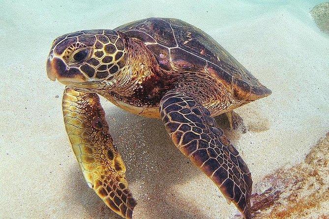 Oahu Circle Island Tour with Turtle Snorkeling, Small-Groups - The North Shore Route: Surf-Spot Drive-Bys and Lunch Stops