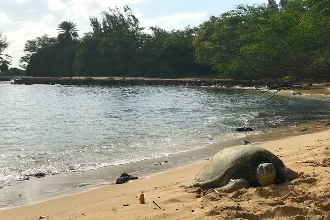 Oahu Customizable Private Community Service Voluntourism Offer - Temples, parks, and the calm side: Byodo-in and the Ko‘olau foothills