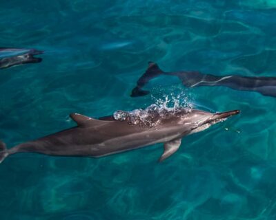 Oahu: Dolphin Watching & Turtle Snorkeling with Waterslide - Price check: what $190 buys you (and what it saves)