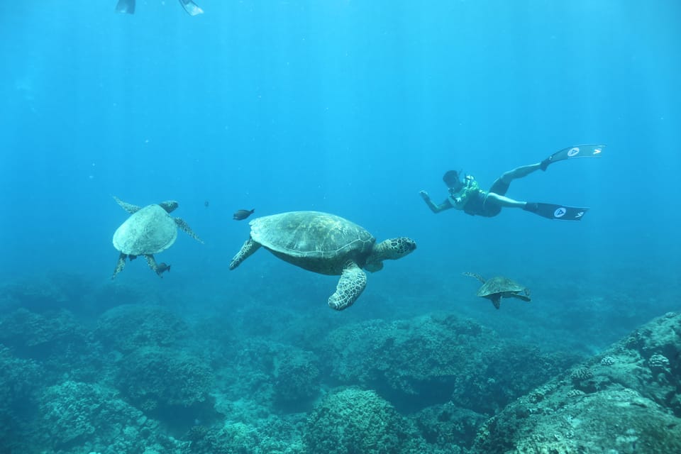 Oahu: Dolphin Watching & Turtle Snorkeling with Waterslide - Turtle snorkeling in honu country: what the swim part really feels like