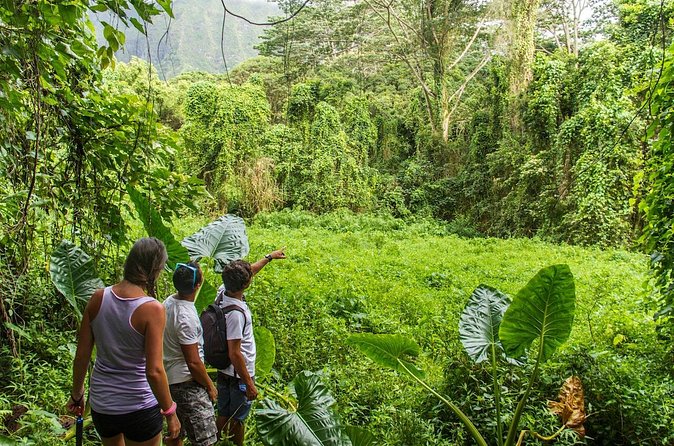 Oahu friendly hiking experience - Should you book this Oahu hiking excursion?