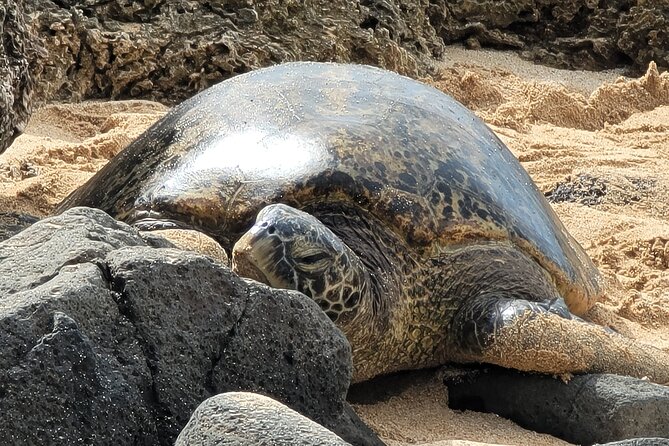 Oahu Fun Circle Island Tour With Pickup - Diamond Head, Eternity Beach, and Halona Blowhole: quick stops with big payoff