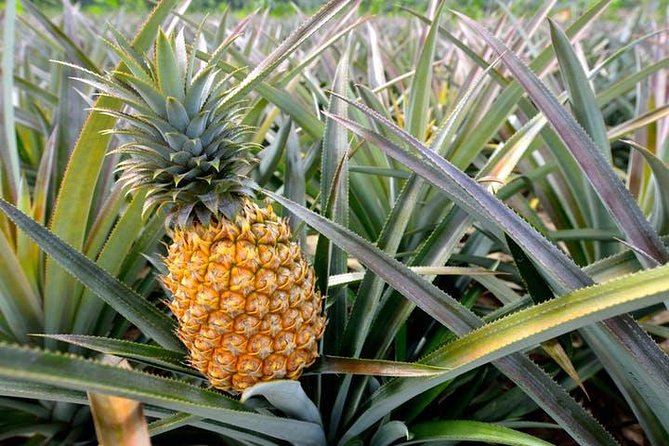 Oahu Grand Circle Island: Discover the Heart & Soul of Hawaii - Polynesian Cultural Center area: free market time and lunch choices