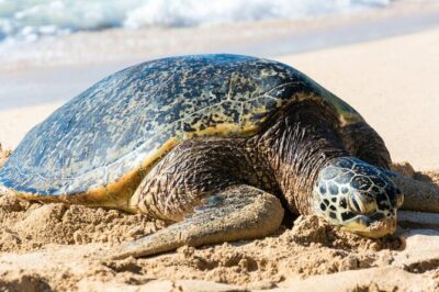 Oahu: Grand Tour Around Island 16 Locations plus Snorkeling - Diamond Head to Halona Blowhole: short stops, big payoff