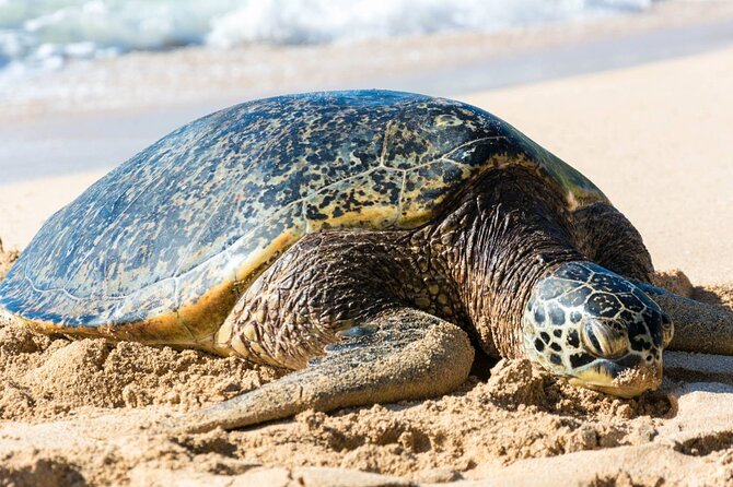 Oahu: Grand Tour Around Island 16 Locations plus Snorkeling - Diamond Head to Halona Blowhole: short stops, big payoff