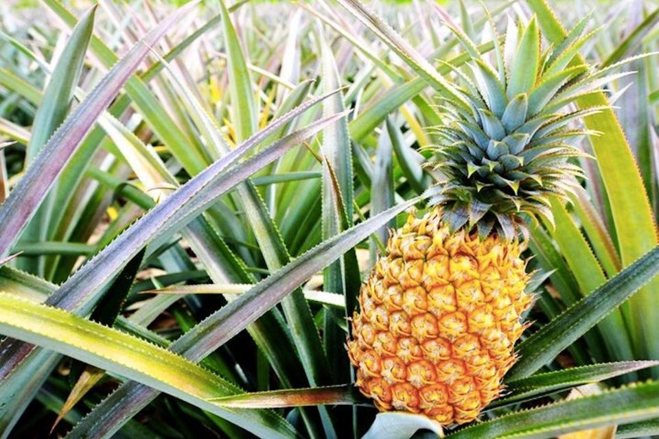 Oahu: Guided Tour of North Shore and Waimea Botanical Garden - A full day loop from Waikiki: what “9 hours” really means