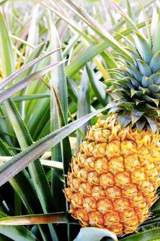 Oahu: Guided Tour of North Shore and Waimea Botanical Garden - Hiking, timing, and how to pack for a water-and-walk day