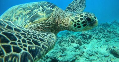 Oahu: Honolulu Turtle Canyon Snorkeling Tour - Getting started at Ala Moana: quick prep, real confidence building