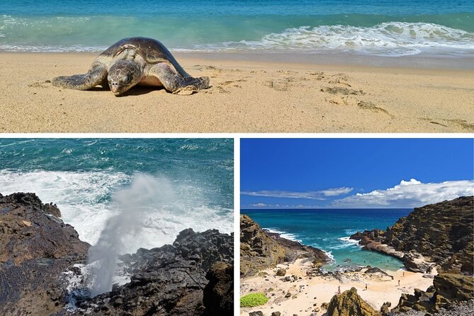 Oahu Island Tour: 13 ppl Max, Snorkel at Turtle Beach + Lunch - Pickup and Timing That Actually Matter