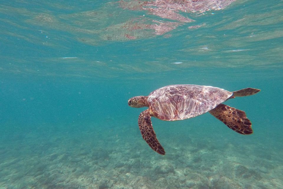 Oahu: Kailua Guided Kayak Excursion with Lunch - Starting point and the kayak carry: don’t skip this detail