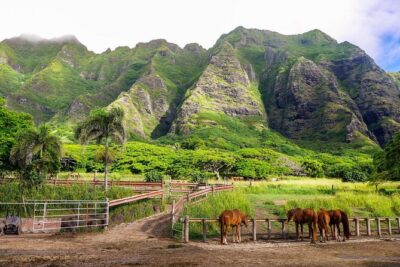 Oahu: Kualoa Ranch UTV Raptor Tour - Who can drive the Raptor UTV and who can ride