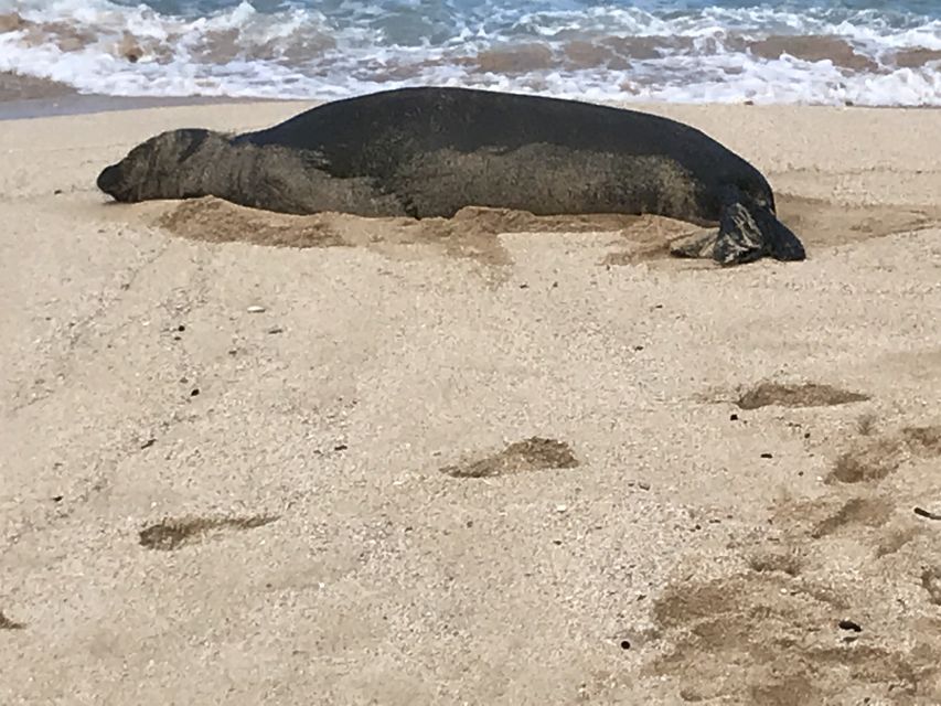 Oahu: Manoa Falls Hike and east side beach day - Kailua Beach Park: Gentle Surf, Family Comfort, and Wildlife Chances