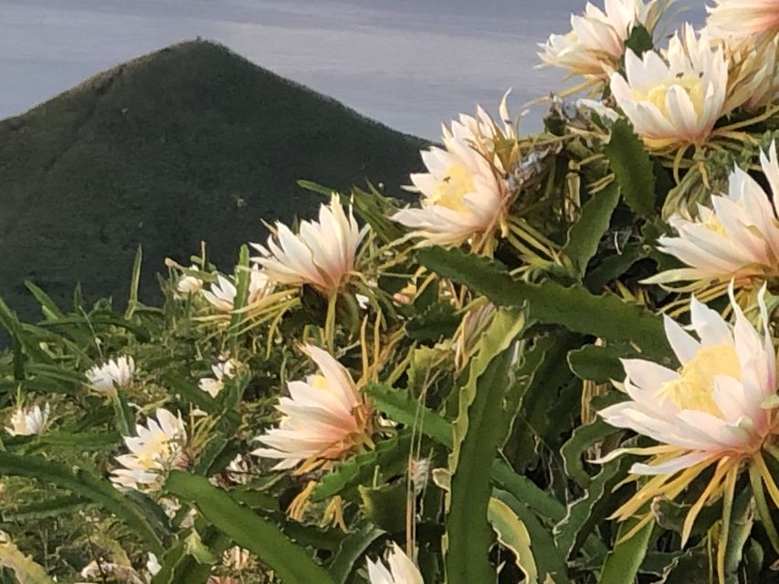Oahu: Manoa Falls Hike and east side beach day - Who This Tour Fits Best