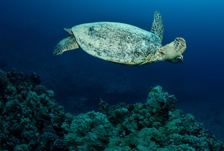 Oahu Night Dive: Adventure for Certified Divers - Gear rental: what’s included and what you still need to pack