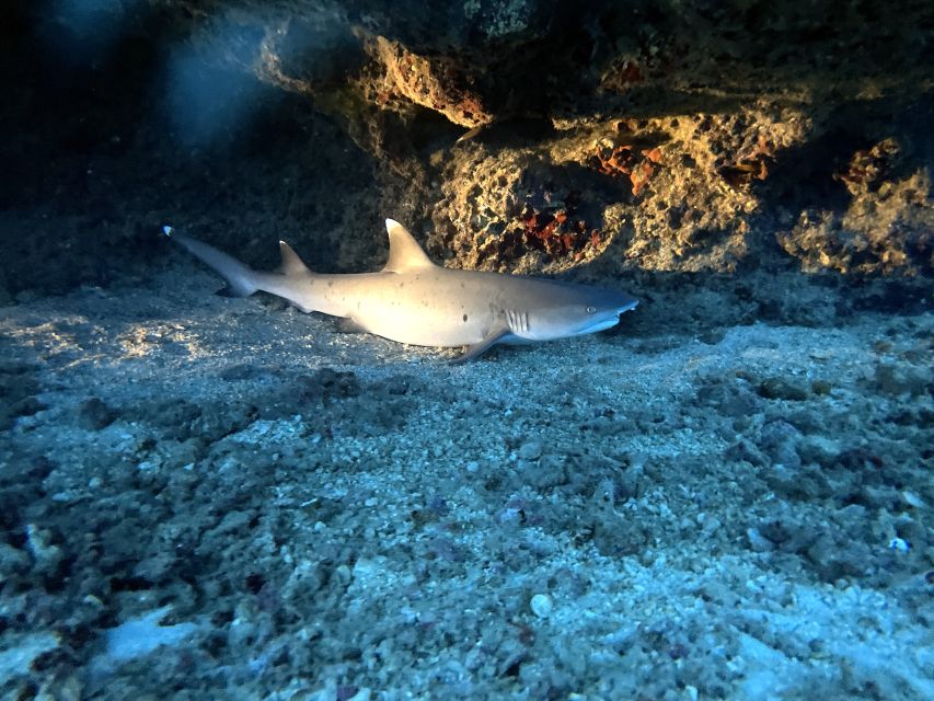 Oahu Night Dive: Adventure for Certified Divers - Getting to the harbor and boarding: what to expect