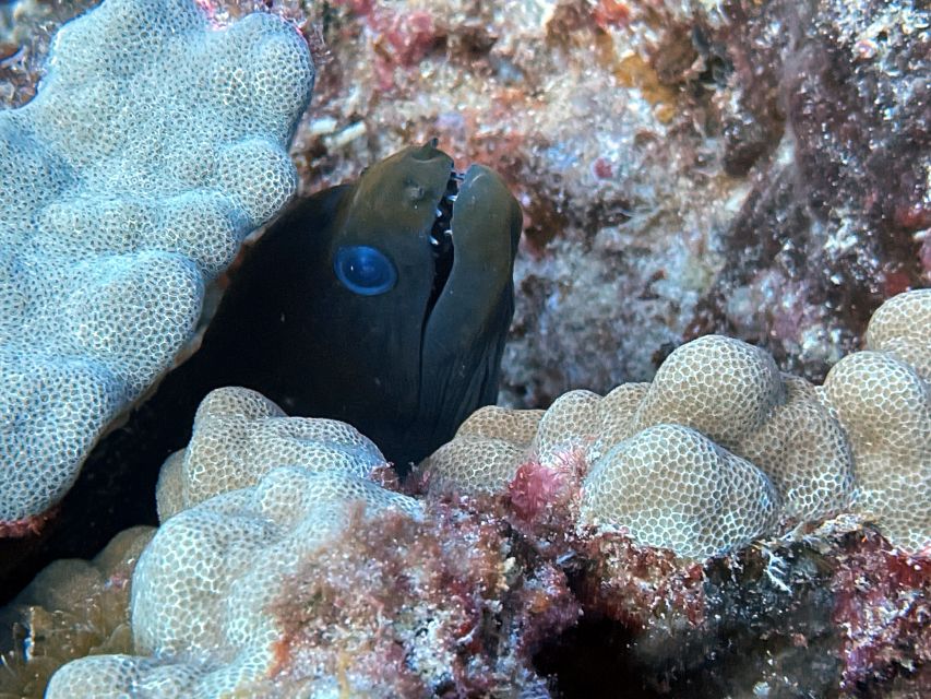 Oahu Night Dive: Adventure for Certified Divers - Surface interval: 30 minutes of snacks at sunset