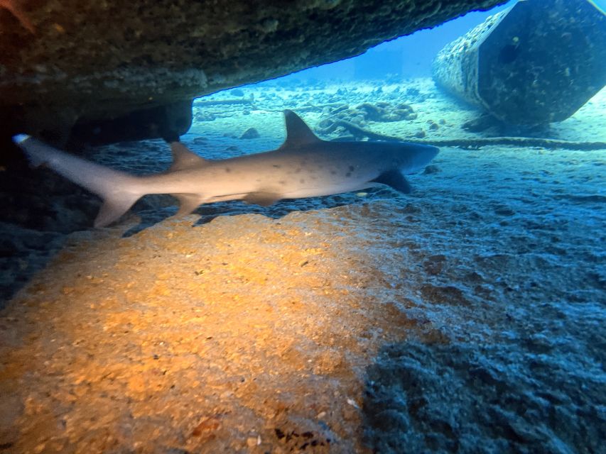 Oahu Night Dive: Adventure for Certified Divers - Marine life you may encounter (and how to look without getting stressed)