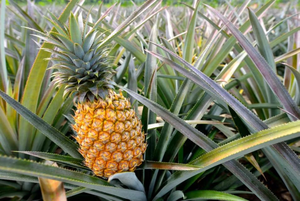 Oahu: North Shore Dole Pineapple Farm Tour - Why this tour feels more local than just sightseeing