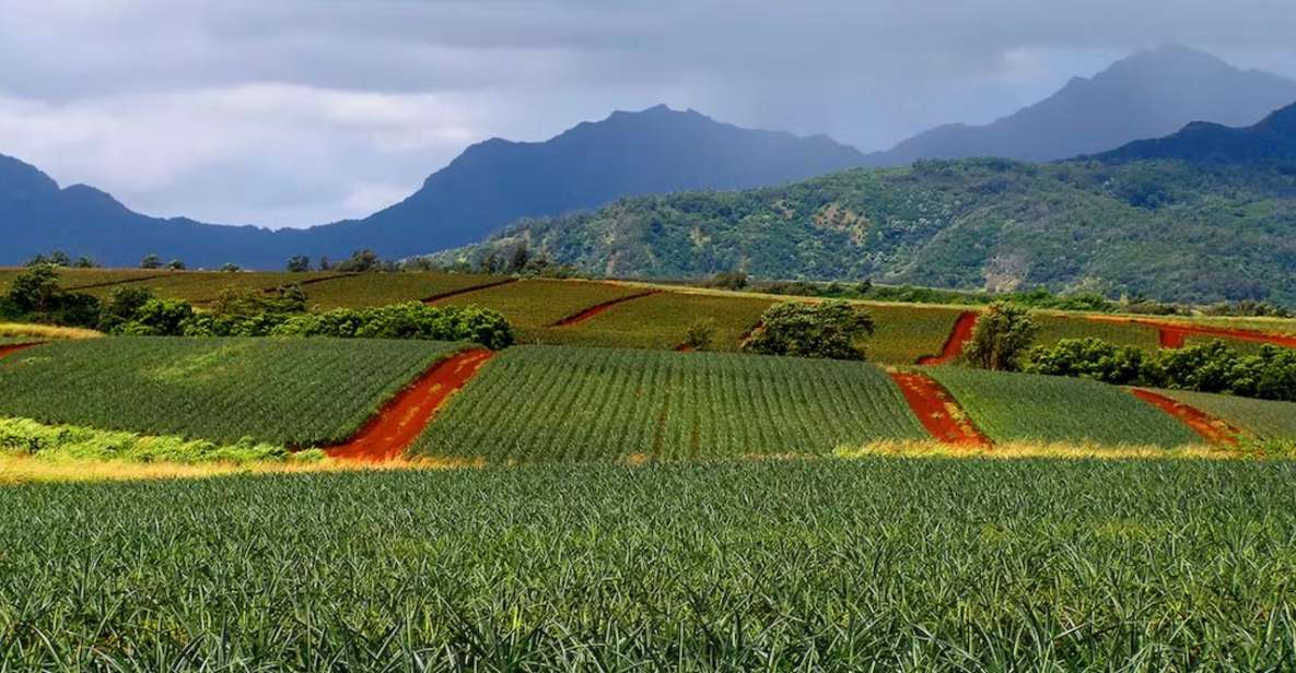 Oahu: North Shore Dole Pineapple Farm Tour - Morning Pickup From Waikiki: when the day starts matters